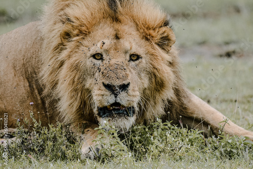 portrait lion in ngorongoro