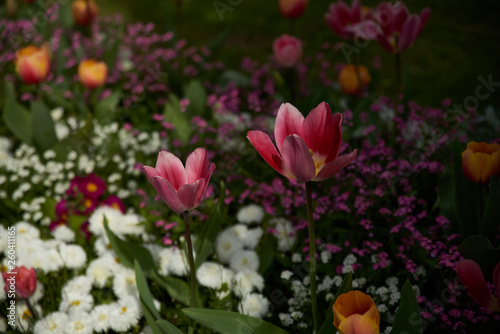 Tulipes au grand coeur © Natura