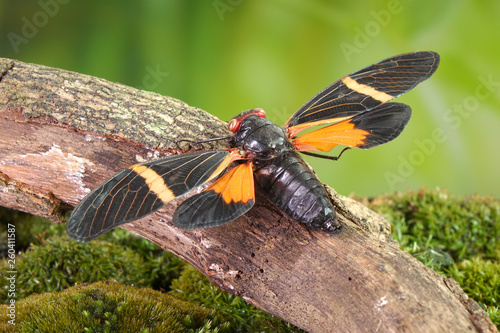 Cicada : Butterfly cicadas with broad multicolor wings. Orange stripe butterfly-wings cicada (Tosena paviei) is a cicada species from southeast Asia (Thailand, Laos and Vietnam) © Cheattha