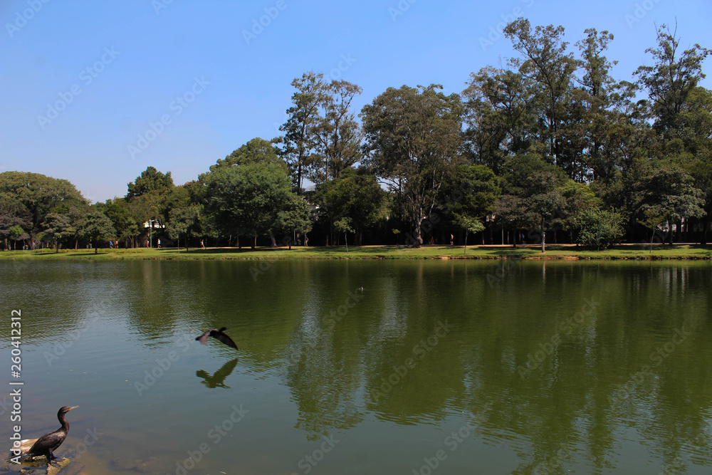 Fototapeta premium lake in the park