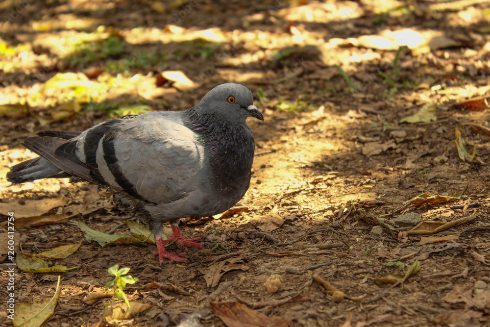 Obraz premium pigeon in park