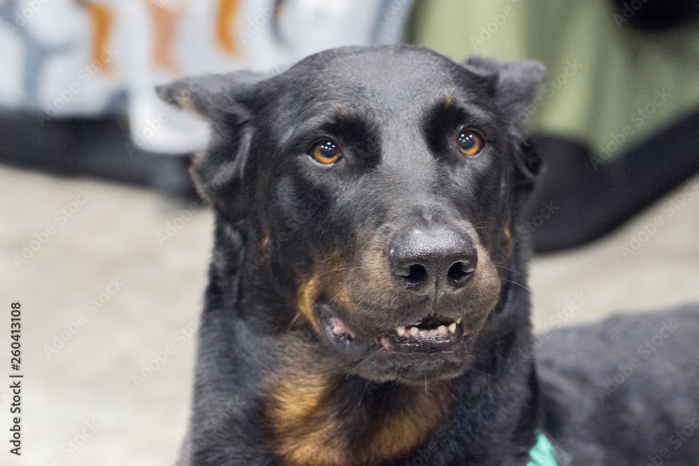 Portrait of a Guard Dog 