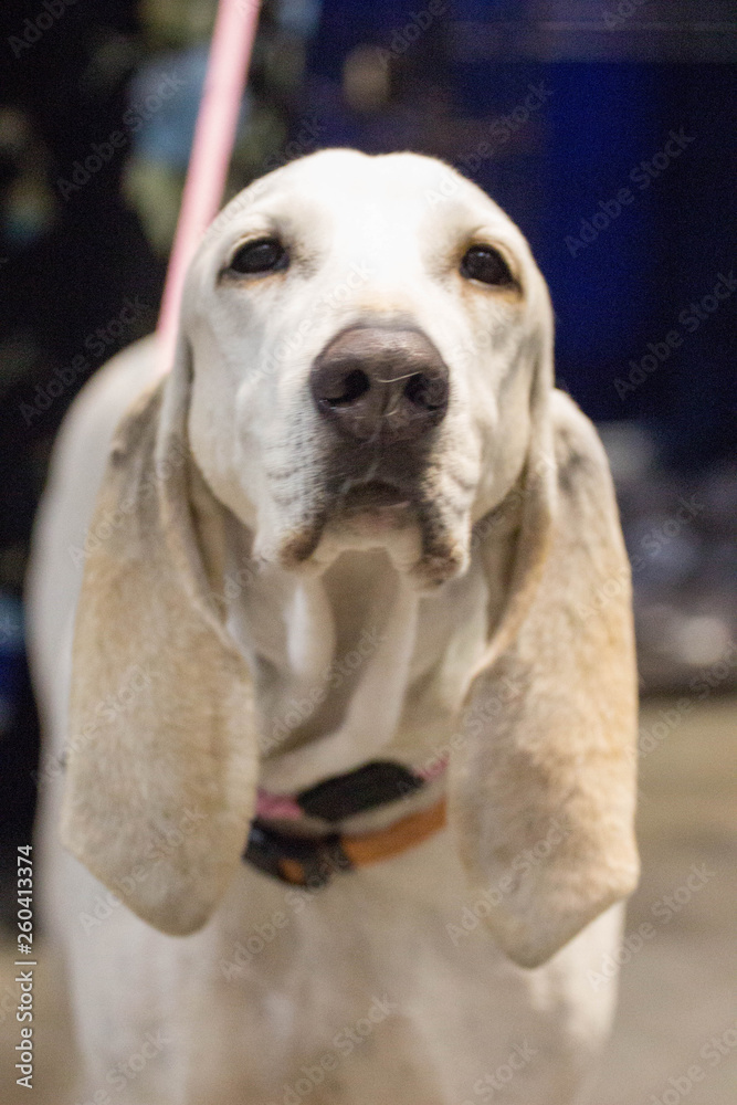 Porcelain Hound Dog portrait  