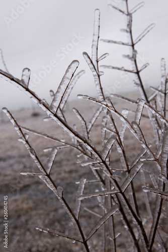 Ice on twigs