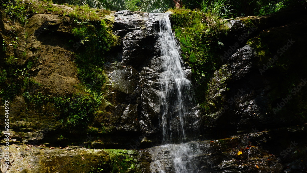 Fototapeta premium waterfall in the forest