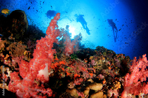 Fototapeta Naklejka Na Ścianę i Meble -  Scuba divers on coral reef 