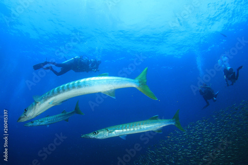 Fototapeta Naklejka Na Ścianę i Meble -  Scuba divers and barracuda 