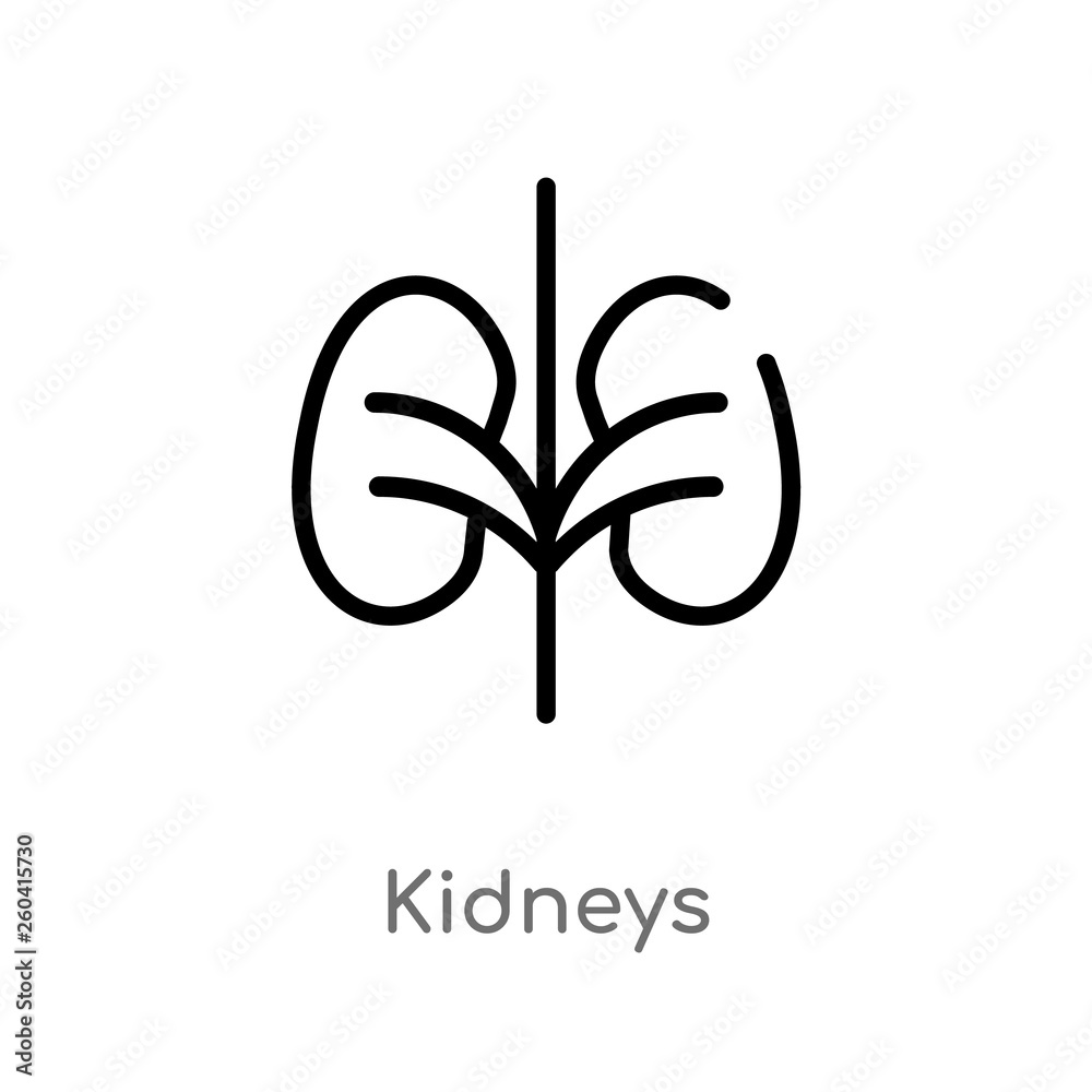 outline kidneys vector icon. isolated black simple line element illustration from medical concept. editable vector stroke kidneys icon on white background outline kidneys vector icon. isolated black simple line element illustration from medical concept. editable vector stroke kidneys icon on white background