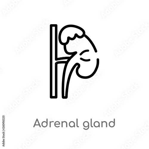 outline adrenal gland vector icon. isolated black simple line element illustration from medical concept. editable vector stroke adrenal gland icon on white background