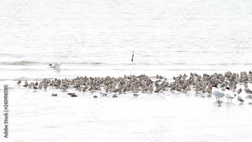 HD video of hundreds of sandpipers gathered together for warmth resting along the shoreline in Northern California. Caspian terns resting nearby. photo