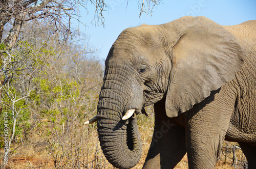 Elephant caught eating on African safari