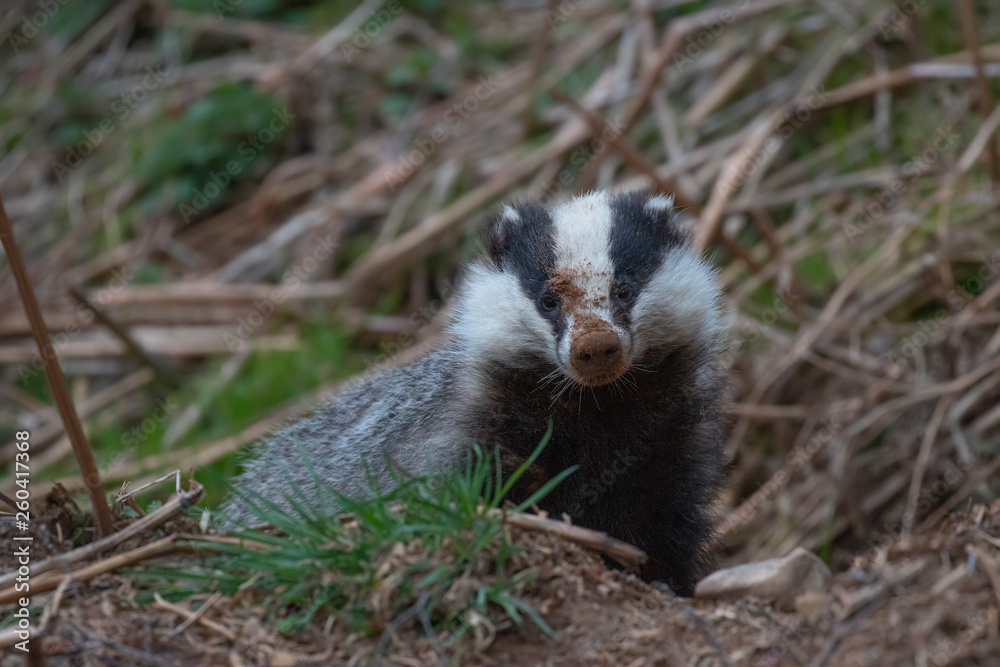 European Badger, Meles meles, close up portrait taken on an cold April evening in pine woodland in Scotland. European Badger, Meles meles, close up portrait taken on an cold April evening in pine woodland in Scotland.
