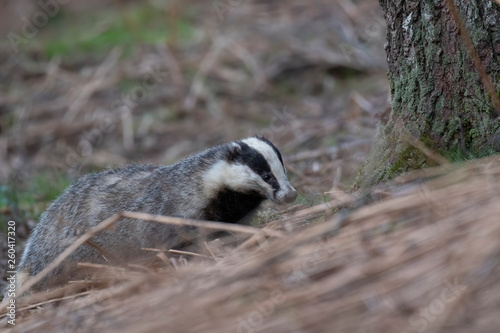 European Badger, Meles meles, close up portrait taken on an cold April evening in pine woodland in Scotland. 