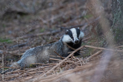 European Badger, Meles meles, close up portrait taken on an cold April evening in pine woodland in Scotland. 