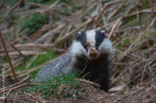 European Badger, Meles meles, close up portrait taken on an cold April evening in pine woodland in Scotland.  © Paul