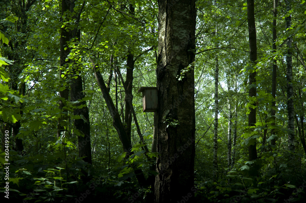 Fototapeta premium birdhouse in the forest