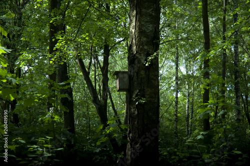 birdhouse in the forest