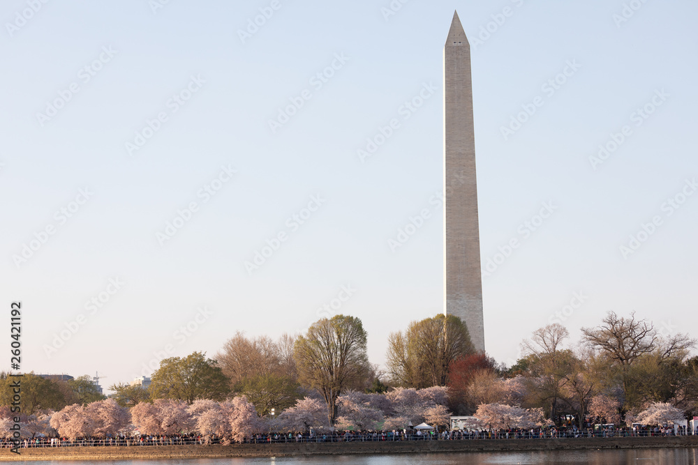 View of Washington Monument  during the Cherry Blossoms Festival in April 2019.