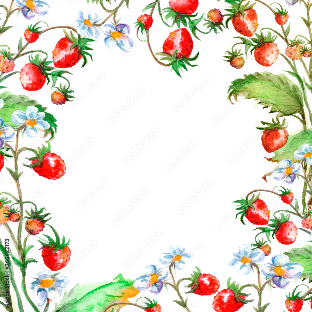Fototapeta premium Watercolor greeting card, invitation with a plant strawberry. Blossoming bush with a red berry and flower. Against the background of a beautiful colorful watercolor stain. Vinage drawing. 