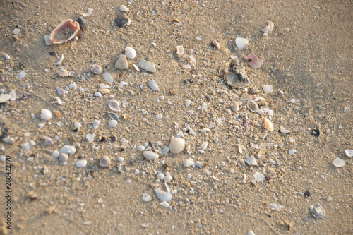 Sea Shells on the Fine Sand , Strolling on the Beach at Sun Rise , Summer Holidays