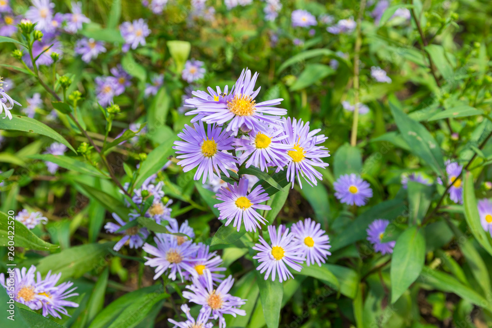 Aromatic aster flower in the summer garden Aromatic aster flower in the summer garden