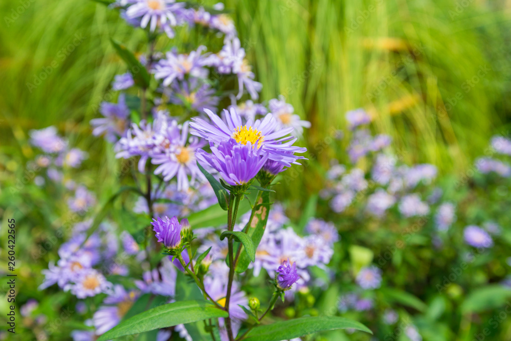Aromatic aster flower in the summer garden Aromatic aster flower in the summer garden