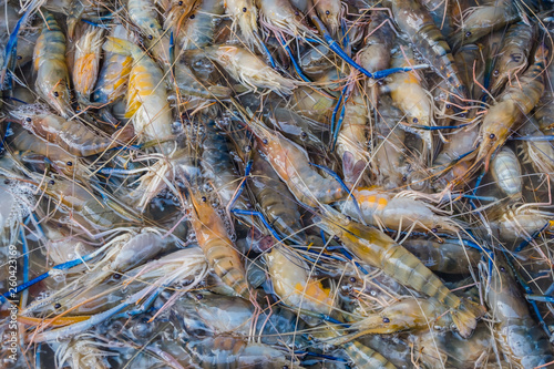 The fresh Giant River Prawn