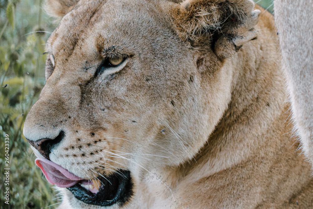 Fototapeta premium Lion in Ngorongoro