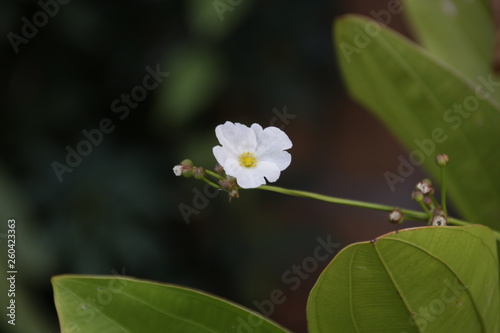 Close up White Flower in the Garden