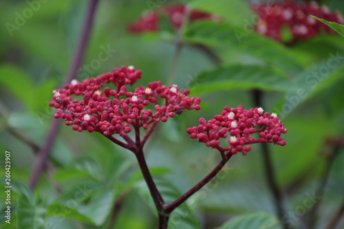 Red Milkweed Flower in the Garden, Summer Holidays