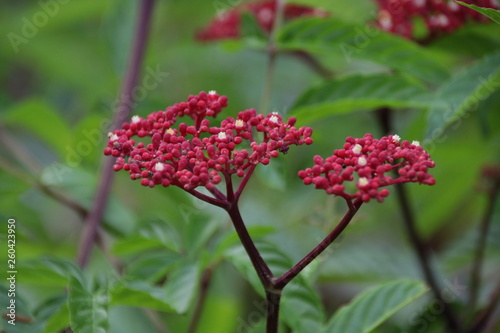 Red Milkweed Flower in the Garden, Summer Holidays