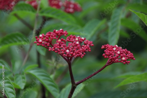 Red Milkweed Flower in the Garden