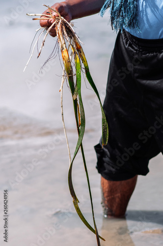 Man holding Seagrass, Ruppia maritima, Enhalus acoroides photo