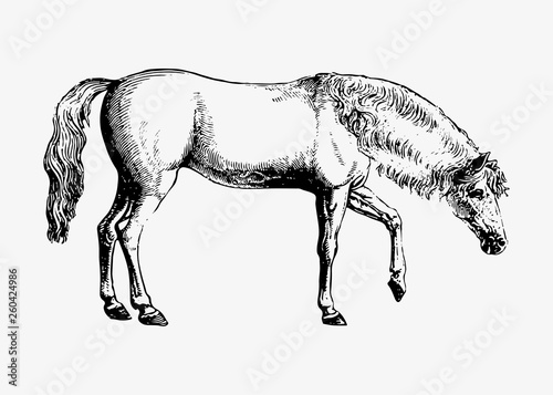 Arabian horse shade drawing