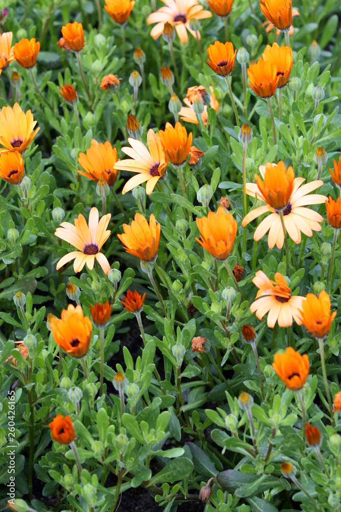 Orange Flowers 4 Orange Flowers 4