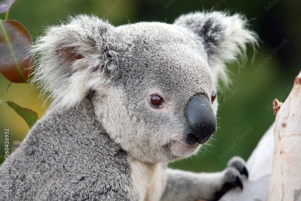 Obraz premium Koala #2