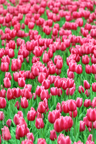 Pink Flowers 