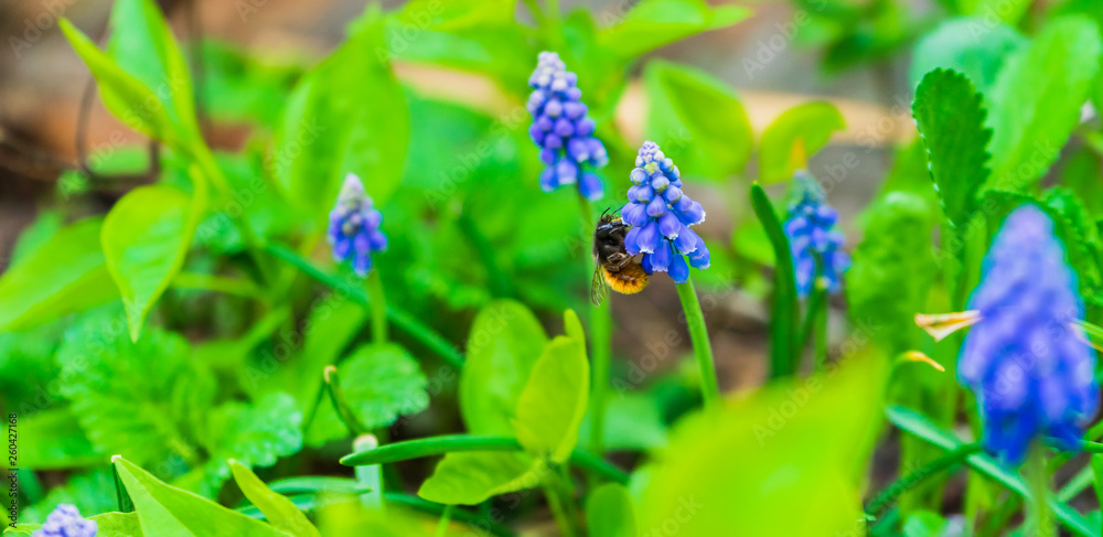 Blue flowers and a bee