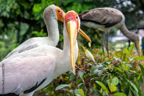 Yellow-billed stork in Kuala Lumpur bird park. Close-up