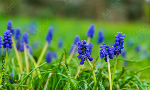 beautiful blue flowers on a meadow