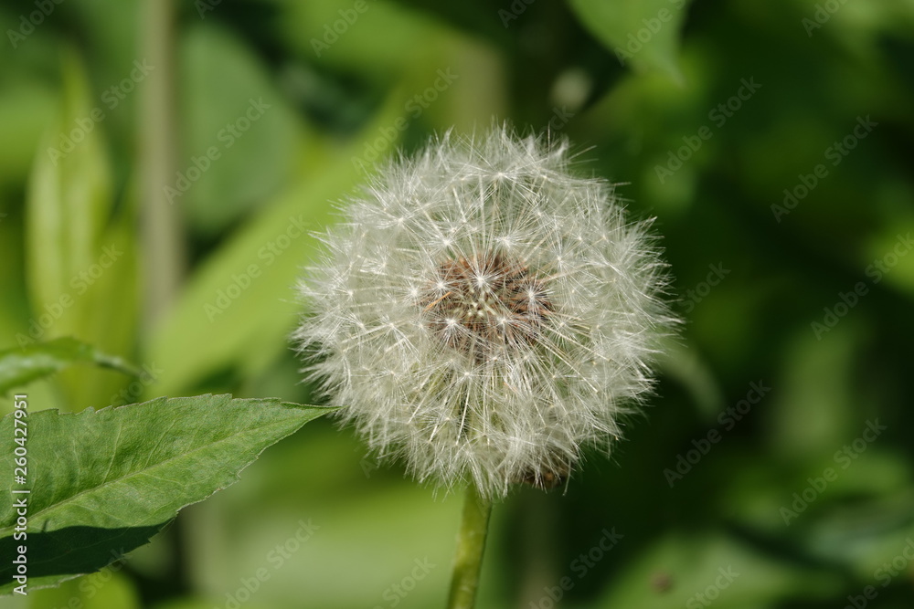 Fototapeta premium dandelion on green background