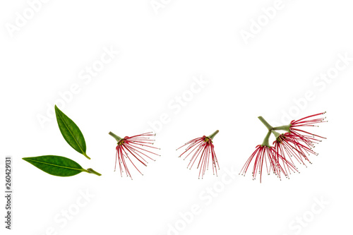 red pohutukawa flowers and leaves on white background photo