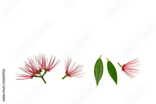 red pohutukawa tree flowers and leaves on white background with copy space above