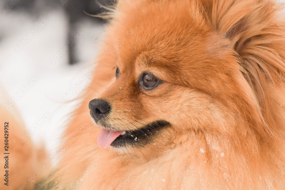 Pomeranian dog on a walk. Dog outdoor. Beautiful dog. Pomeranian spitz Dog. winter. portrait.
