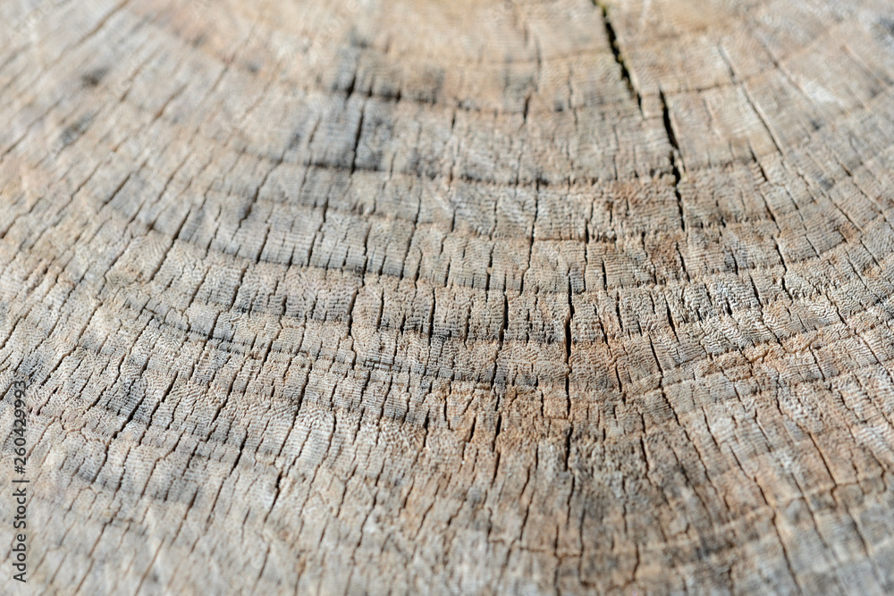 Fototapeta premium Tree cut trunk texture close up. Wooden background
