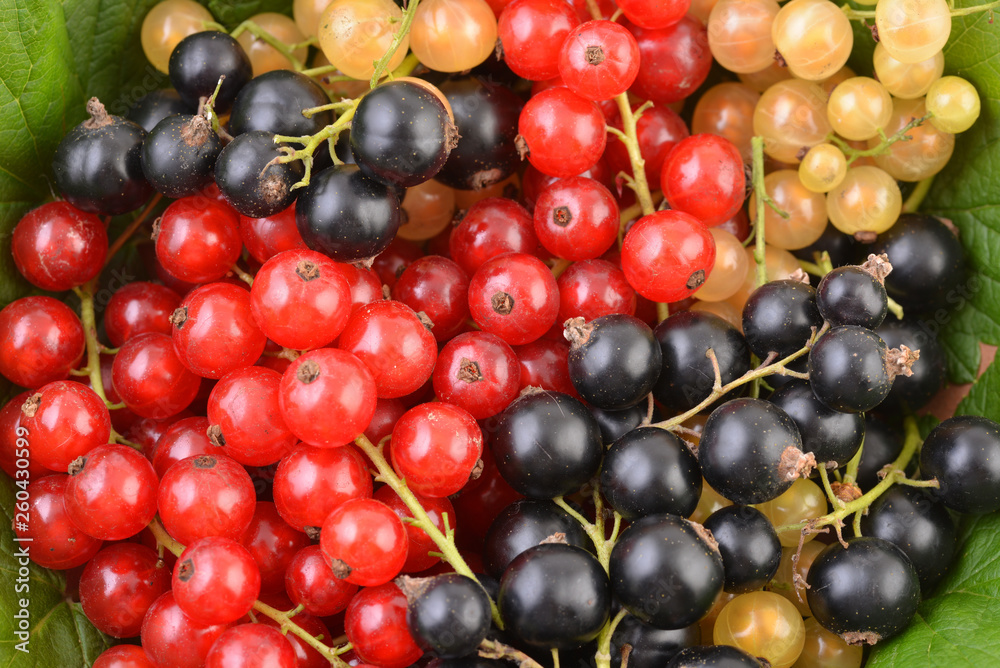 Currant. Background of black and red currants. Fresh berries. Top view. Background of fresh berries. Various fresh summer fruits, red and black. Currant. Background of black and red currants. Fresh berries. Top view. Background of fresh berries. Various fresh summer fruits, red and black.