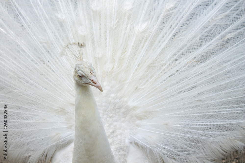 Naklejka premium biały paw z piórami