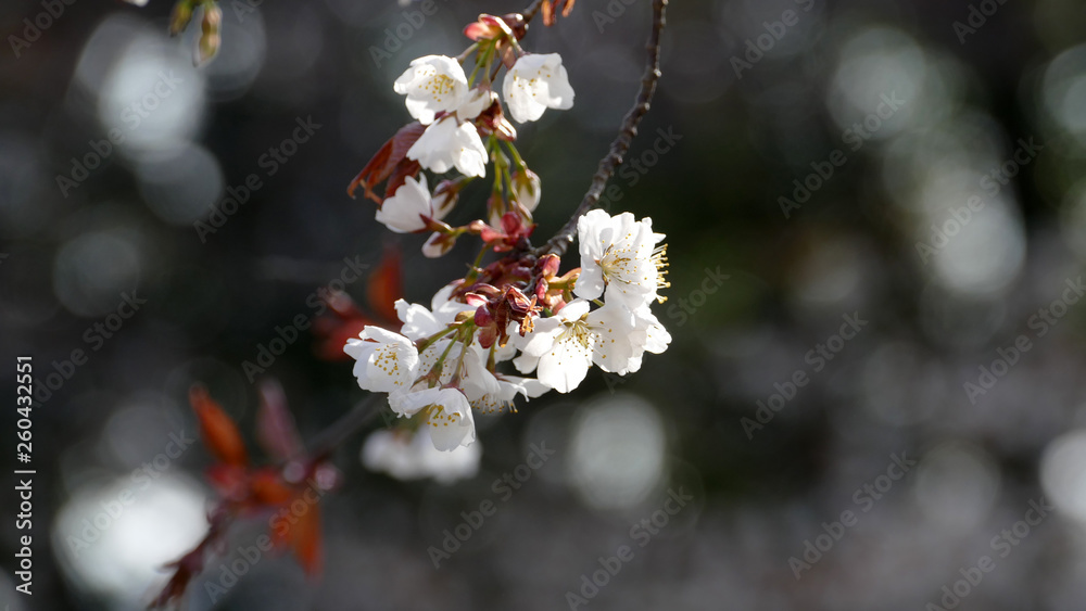 山桜 磯部桜川公園 山桜 磯部桜川公園