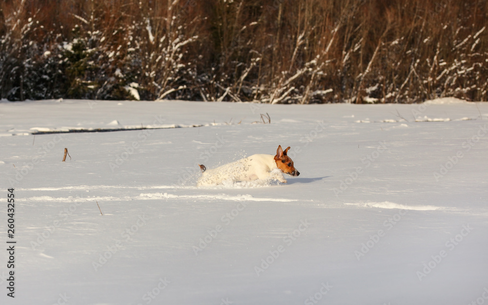 Small Jack Russell terrier running in deep snow.