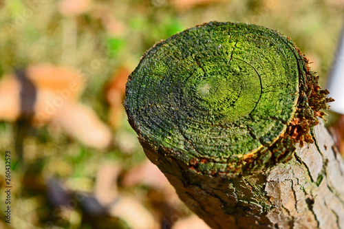 mossy tree stump